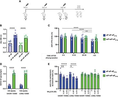 Impact of maternal whole-cell or acellular pertussis primary immunization on neonatal immune response